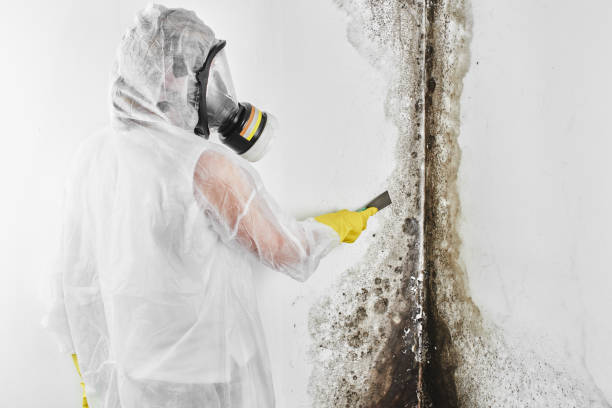 Best Emergency Mold Removal  in Ault, CO