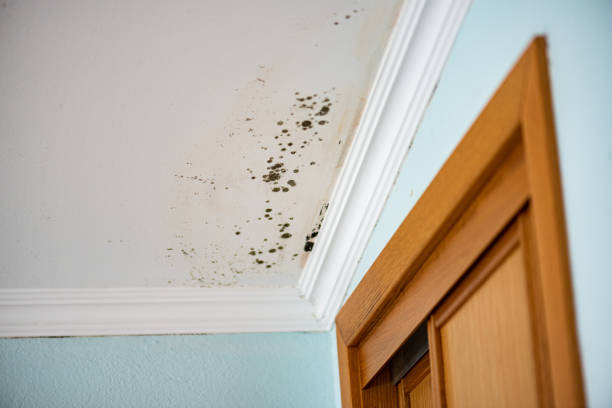 Best Mold Cleaning Services  in Ault, CO