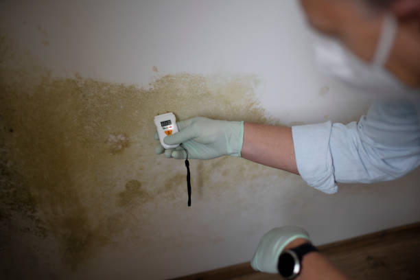 Best Mold Testing  in Ault, CO