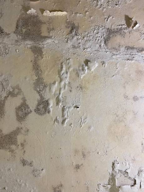 Best Residential Mold Removal  in Ault, CO