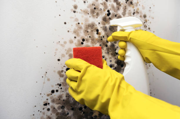 Best Professional Mold Removal  in Ault, CO