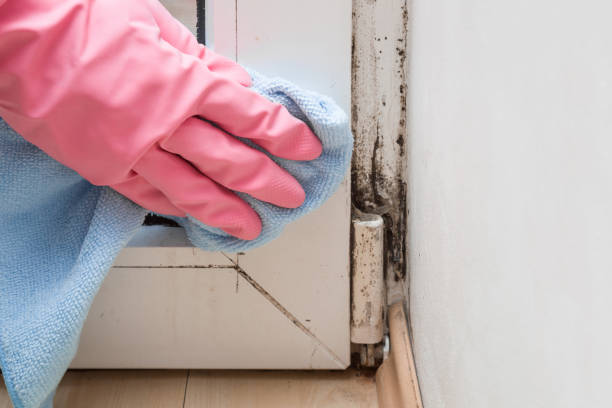 Professional Mold Removal in Ault, CO